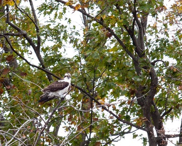 Bird In Tree | Glam camping