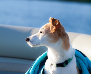 Your Dog Will Appreciate the Ambiance | Dog Friendly Vacations