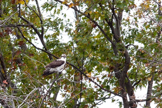 Bird In Tree | Glam camping