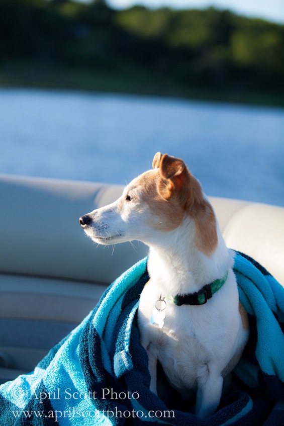 Your Dog Will Appreciate the Ambiance | Dog Friendly Vacations