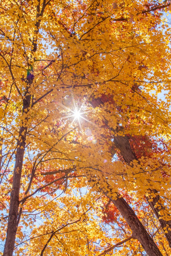 Trees | Cabin rentals Michigan